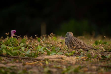 Zebra dove (Geopelia striata) is resting on the ground at sunset. Also known as barred ground dove, Columbidae, native to Southeast Asiaの写真素材