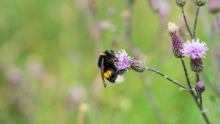 Early Bumblebee (Bombus pratorum) gathering nectar from Sheep's-Bit (Jasione montana) flower in the...