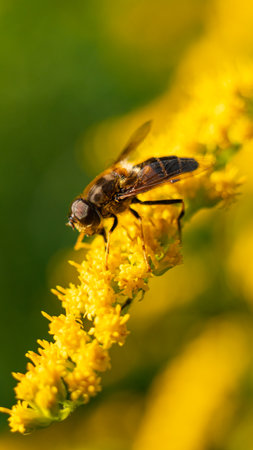 The honey bee (Apis mellifera) collects nectar from plantsの写真素材