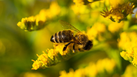 The honey bee (Apis mellifera) collects nectar from plants
