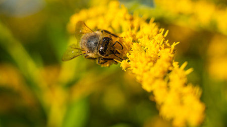 The honey bee (Apis mellifera) collects nectar from plants