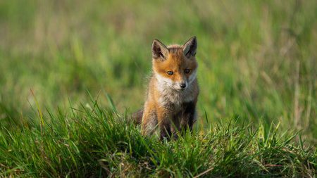 Cub Red Fox (Vulpes vulpes) looking for a food