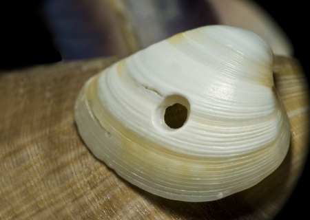Sea shell