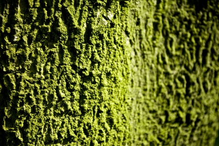 Green bark backgroundの写真素材