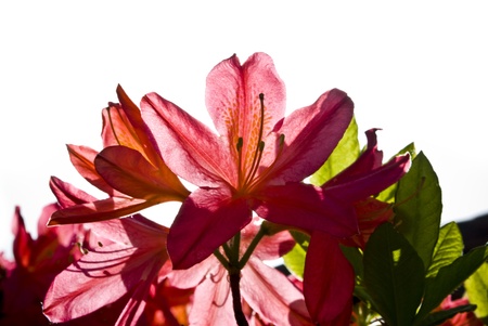 Beautiful red azalea flowerの写真素材