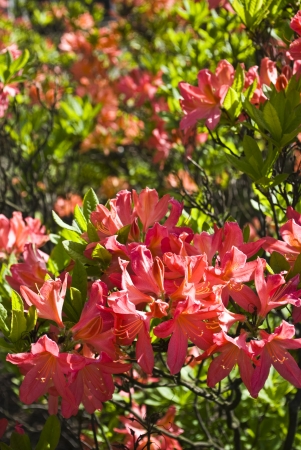 Beautiful red azalea flowerの写真素材