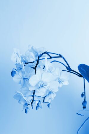 Orchid flowers, blue toningの写真素材