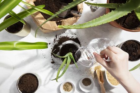 Girl watering planted succulent for home garden. Reuse of tin to grow plants. Zero waste, recycle, reuse, upcycle. Top viewの写真素材