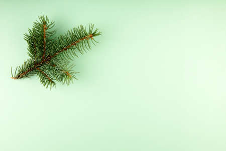 Tree branch on green background. Top view. Copy spaceの写真素材