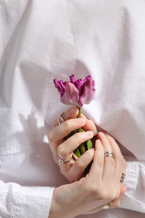 Female hands with rings holds purple tulipの写真素材