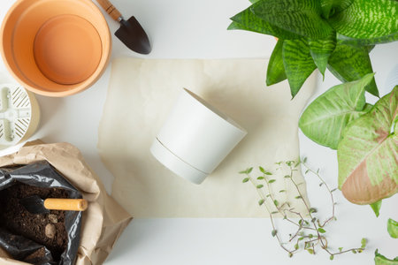 Transplanting plant in pots on white table. concept of home garden. Taking care of home plants.の写真素材