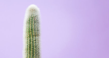 Green tall cactus on purple background. Minimal creative still life. copy spaceの写真素材