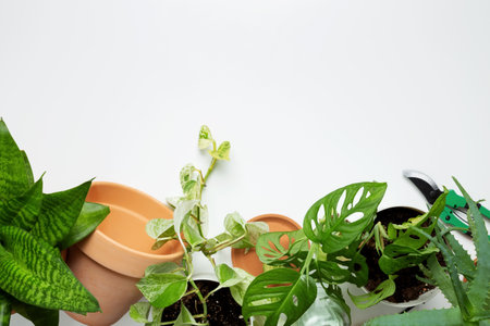 Concept of home garden. Taking care of home plants. Copy space. Top viewの写真素材