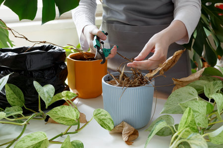 Woman caring for neglected plants, restoring and reviving sick houseplants. Plant rehabilitation