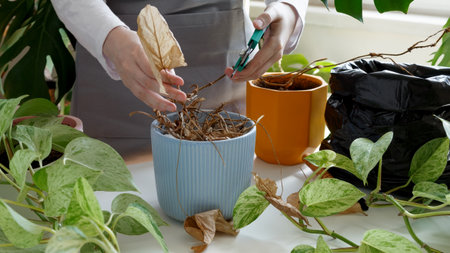 Woman caring for neglected plants, restoring and reviving sick houseplants. Plant rehabilitation