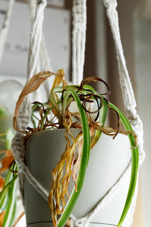 Green and dried leaves of indoor plant showing contrast of life and decay
