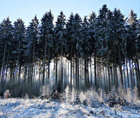 CZECH REPUBLIC - December 31, 2016 - Frost on trees in the spruce forestの写真素材
