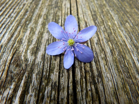 Hepatica nobilis on a wooden boardの写真素材
