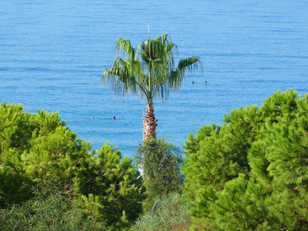 Greenery on the Mediterranean coast (Alanya - Turkey)の写真素材