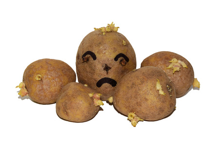 Sprouted potatoes isolated on white backgroundの写真素材