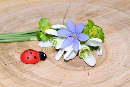 Romantic decoration with spring flowers and wooden ladybugの写真素材