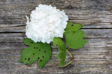 Flower of viburnum with leaf damaged by Pyrrhalta viburniの写真素材