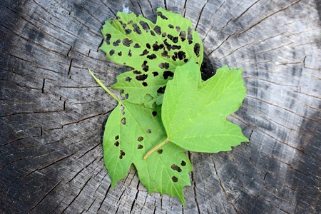 Healthy and damaged leaves by viburnum leaf beetle larvaeの写真素材