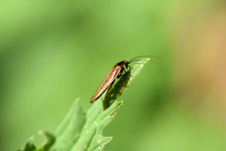 Insect of the genus Ectobius, Blattodeaの写真素材