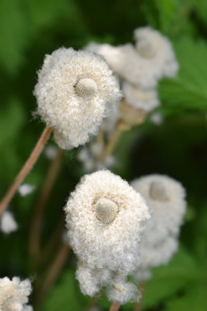 Withered flowers of white anemone (Anemone sylvestris) resembling cotton wool