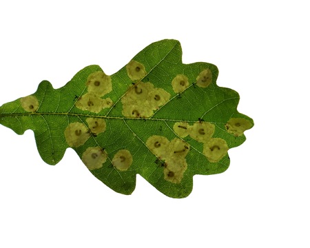 Mines on oak leaf with larvae of Tischeriidae family, genus Tischeria