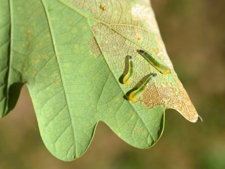 Sawfly larvae of Caliroa genus damaging oak leaves