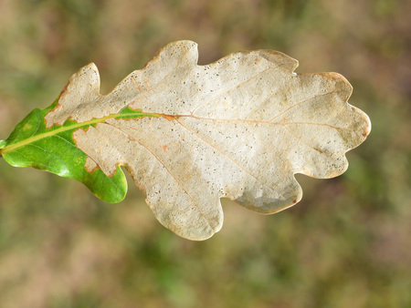Oak leaf is destroyed by sawfly larvae of Caliroa genus