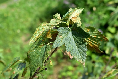 Cronartium ribicola disease on black currant leavesの写真素材