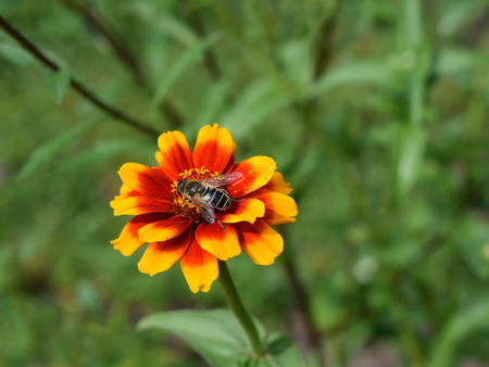 Insect of Eristalis genus on zinnia flowerの写真素材