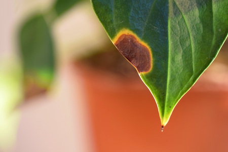 Spots or withering Anthurium leavesの写真素材