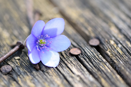 Macro of Hepatica nobilis flower on a wooden boardの写真素材