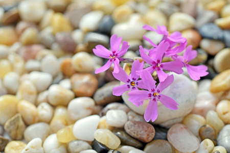 Phlox subulata flower in a small vase from an empty snail shellの写真素材