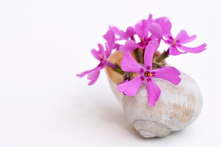 Phlox subulata flower in a small vase from an empty snail shellの写真素材