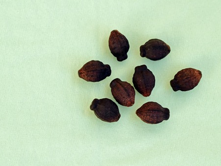 Seeds of Mirabilis jalapa - plant with trumpet-shaped flowers of different colors