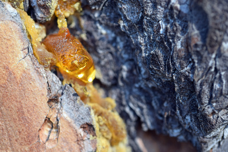Resin on a pine trunkの写真素材
