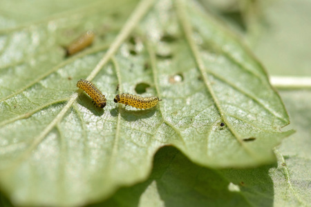 Pyrrhalta viburni larvae damage Viburnum leafの写真素材