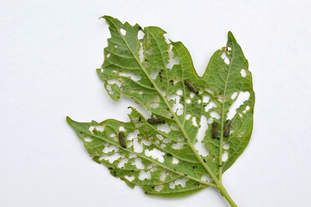 Group of Pyrrhalta viburni larvae damage Viburnum leafの写真素材