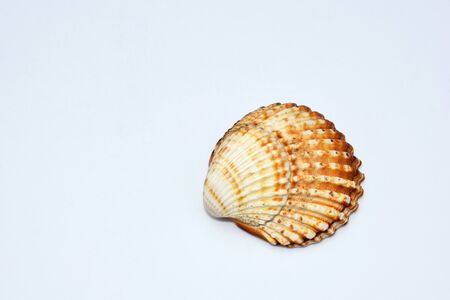 Sea shell on white
