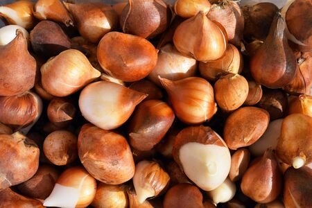 Group of tulip bulbs ready for plantingの写真素材