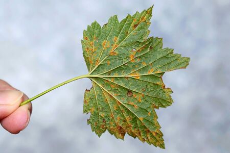 Cronartium ribicola disease on Ribes nigrum leaf