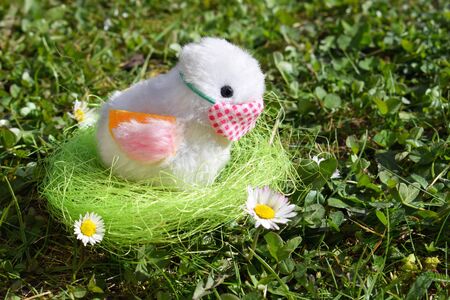Cute chicken in a grass with cotton face protectionの写真素材
