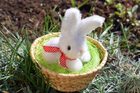 Basket with cute Easter bunny in spring nature