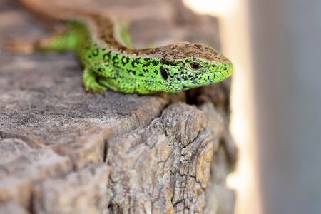 Male of sand lizard (Lacerta agilis)の写真素材