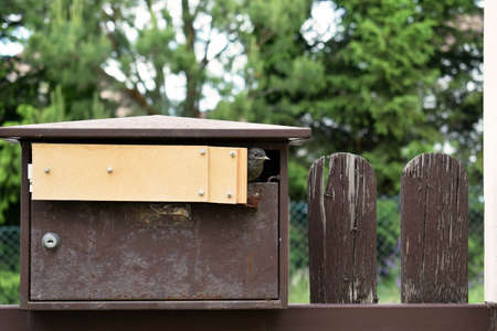 The young bird of black redstart (Phoenicurus ochruros) is going to fly out from the mailbox, in...
