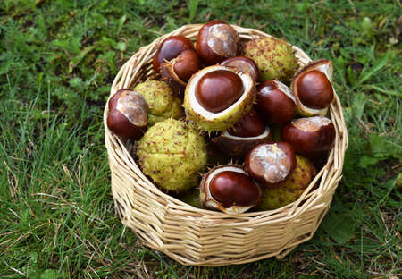 Horse chestnuts in a basket